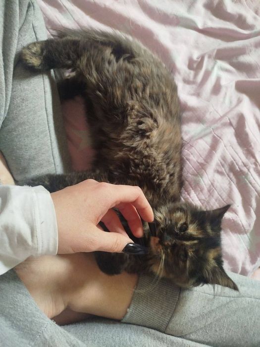 Отдам котят срочно