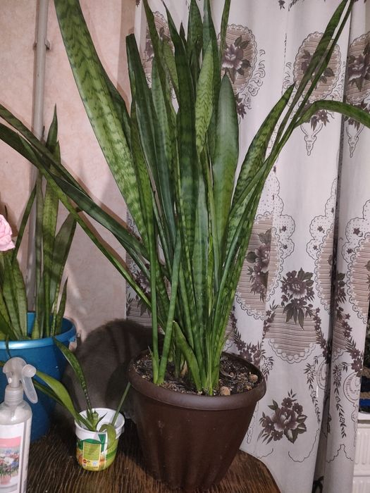 Цветы для офиса-Сансевьерия щучий хвост,толстянка