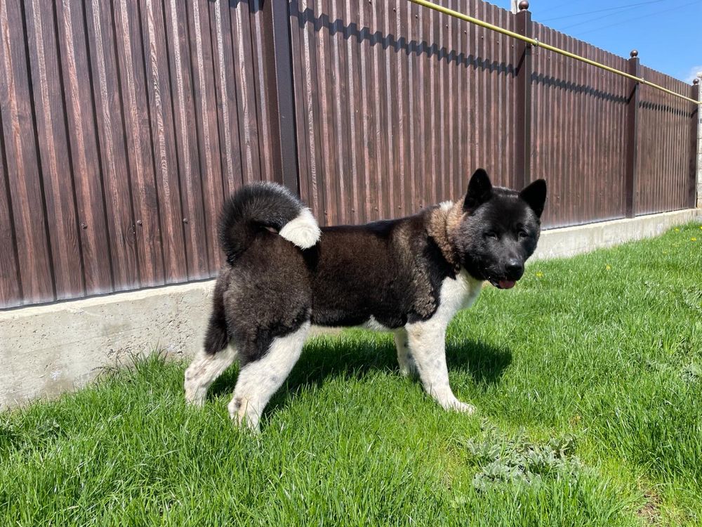 Vand Akita American