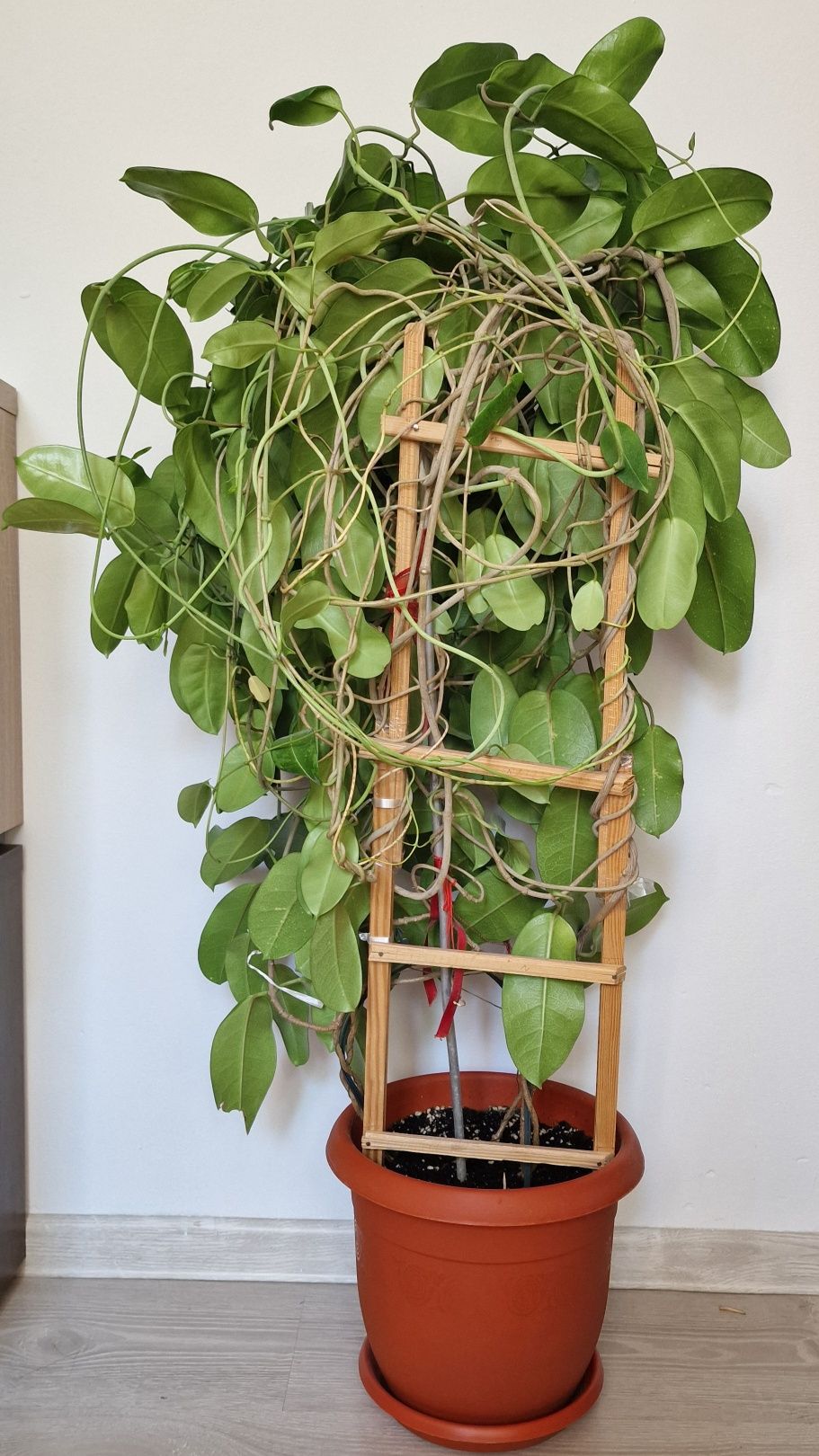 Planta Stephanotis de 90 cm