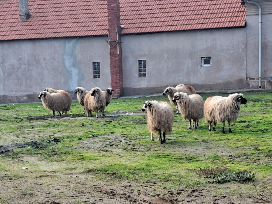 15 oi breze si un berbec