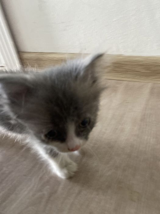 отдам котенка даром