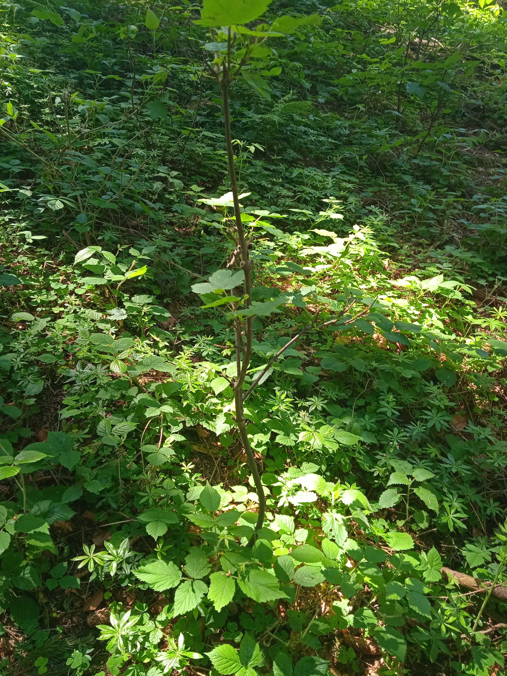 Puieti paltin puieți paltin de munte