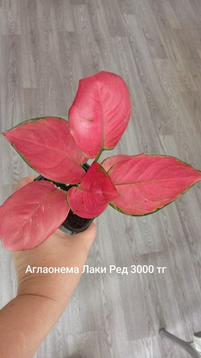 Продам Аглаонемы.