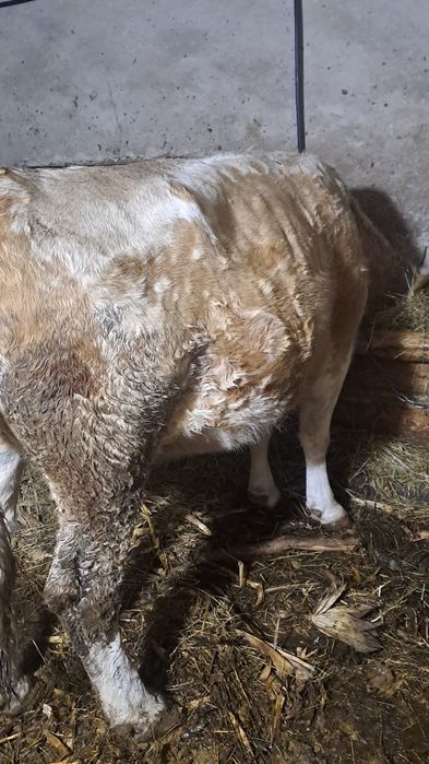 Vind  două vacii gestante în 5 luni si8 luni