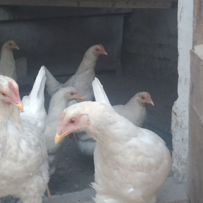 Уйда бокиган товук молотка сотилади срочно