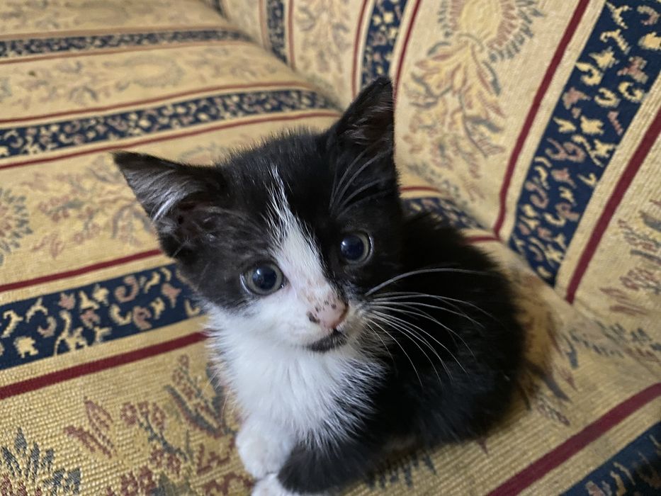 Отдам в хорошие руки