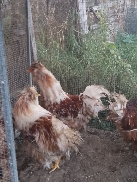 Oferta!Cocoși strumsky moțate bărboase!!!