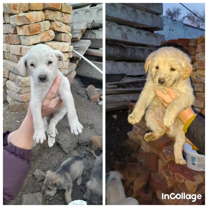 Щенки небольшие будут