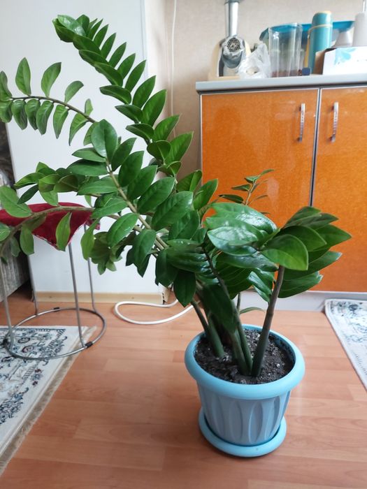 Продаётся долларовое дерево