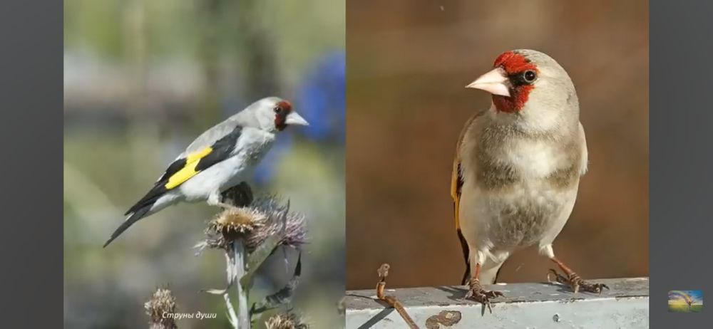 Щигол седоголовый