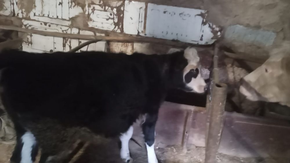 Продам тёлочку, 7 месяцев