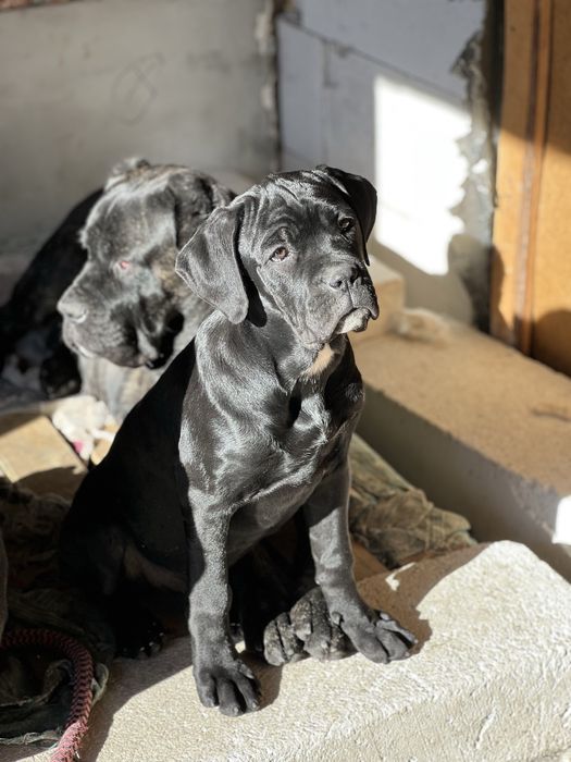 Кане Корсо.