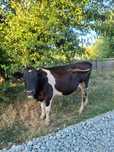 Vaca la a 2-a fatare