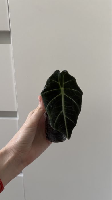 Продам Алокацию блэк вельвет