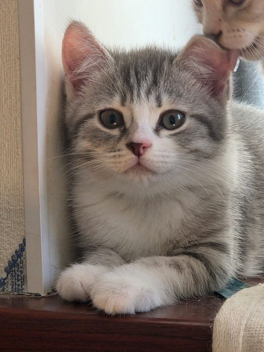 Отдам котят в добрые руки.