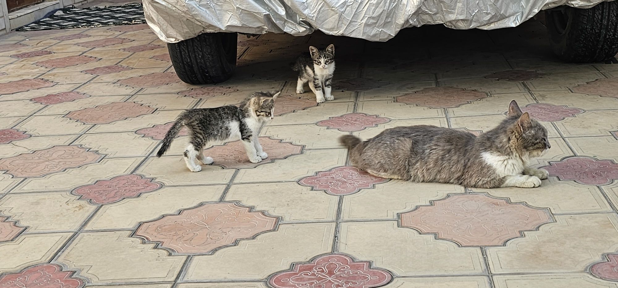Отдам  ДАРОМ! котят в добрые руки — пушистые комочки любви

Отдам котя