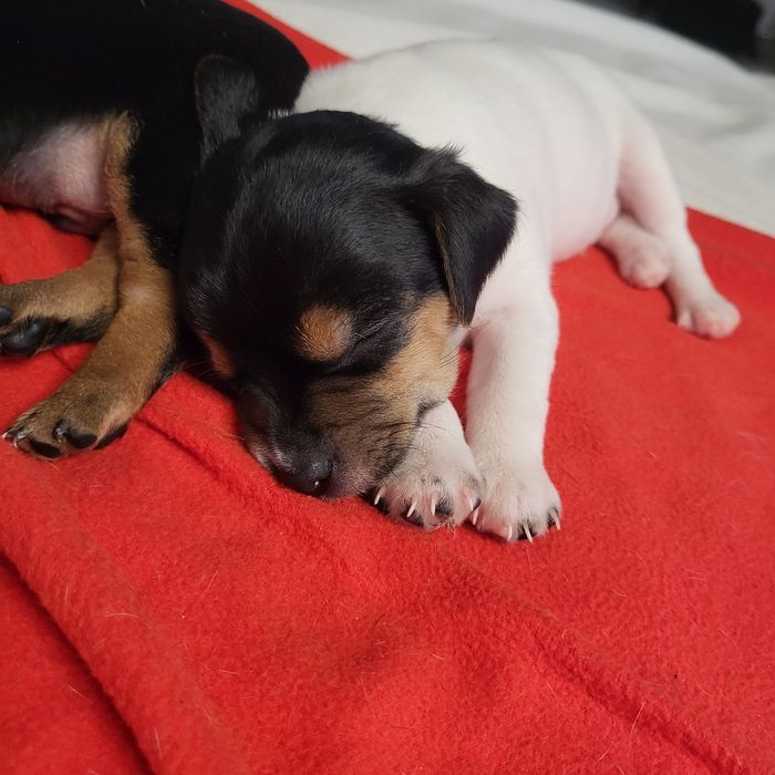 Пинчер немски сърнист