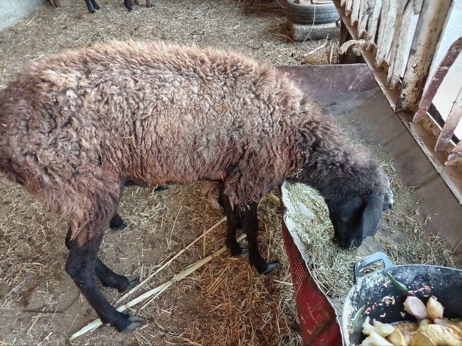 Она бола куй сотилади боласи кучкор онаси бугоз 6500