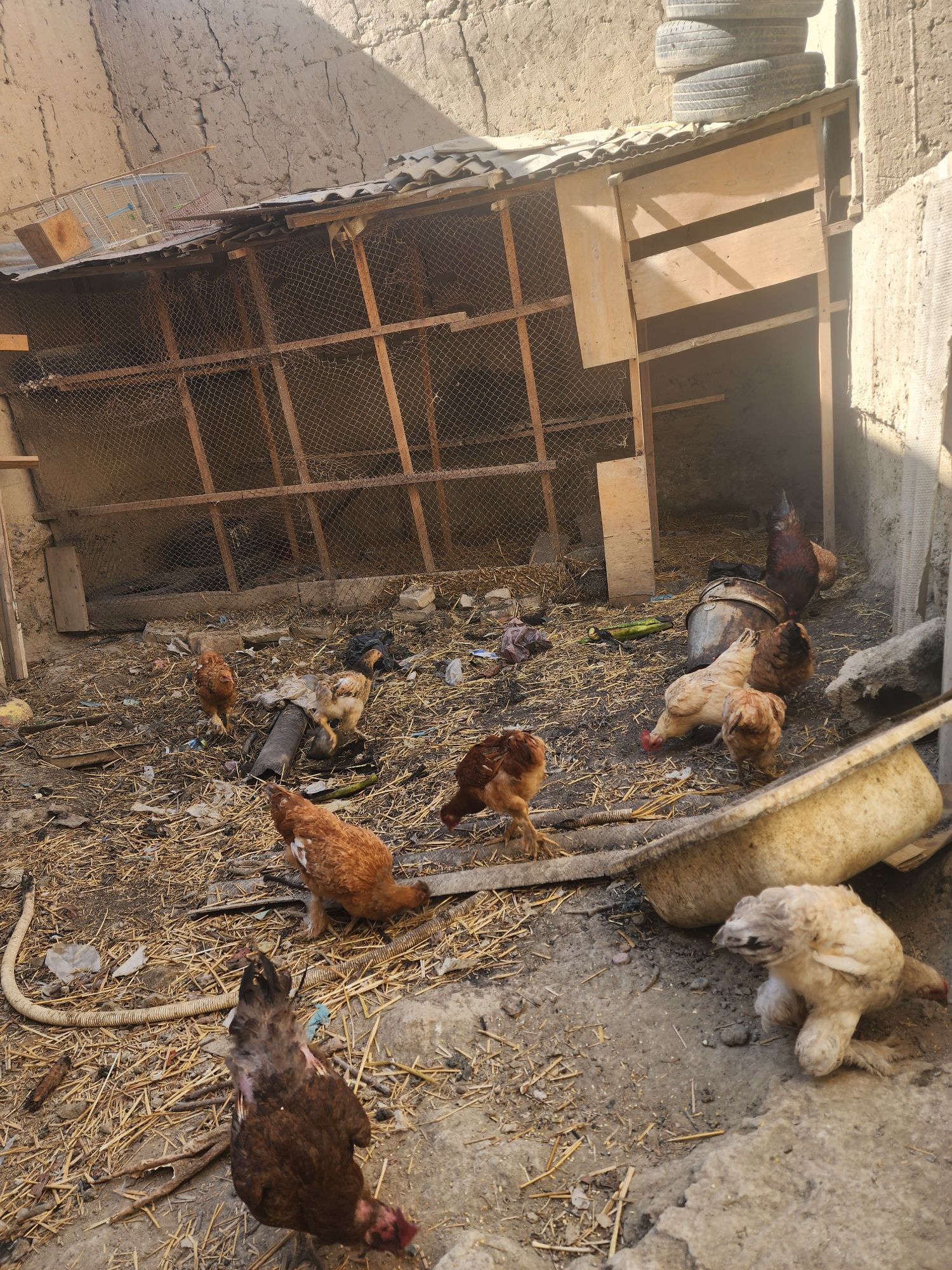 Брама и местный курицы общий 11 хамаси бирдан
