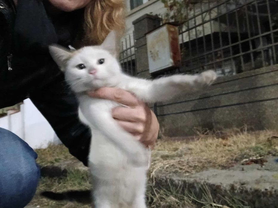 Котенца за осиновяване