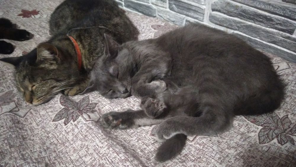 5 красивых девочек разного возраста в поисках надежного дома!!