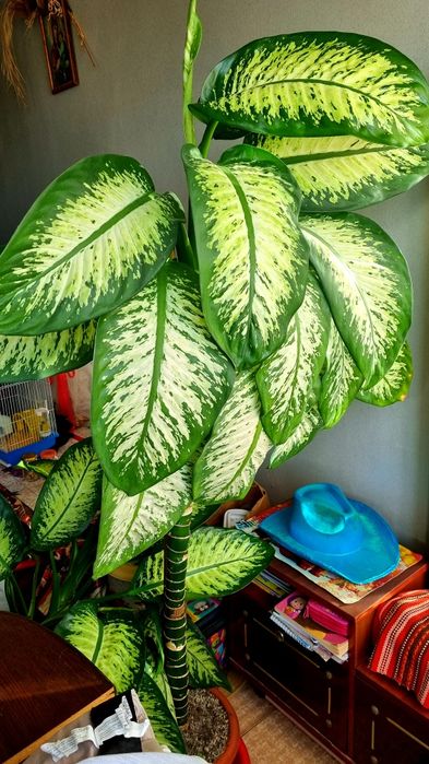 Panta exotica Dieffenbachia