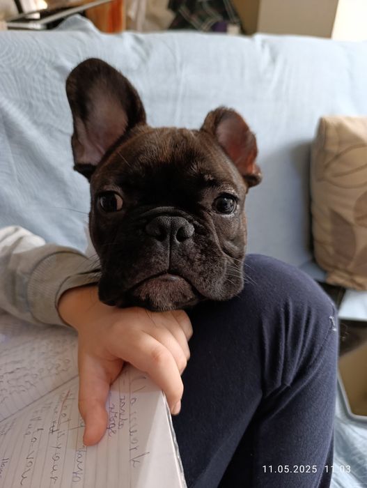 френски булдог на 1г