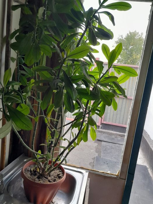 Цветы в горшке...