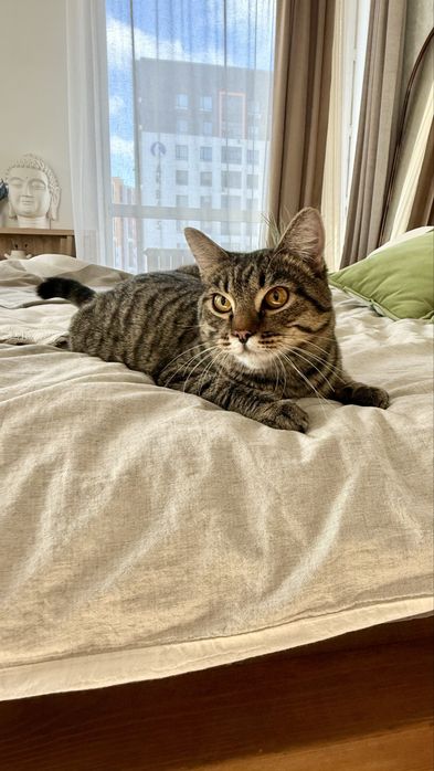 Кот ищет семью. Кастрирован