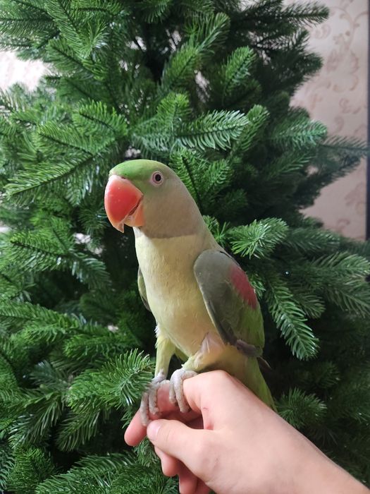 Продам молодого Александрийского попугая.