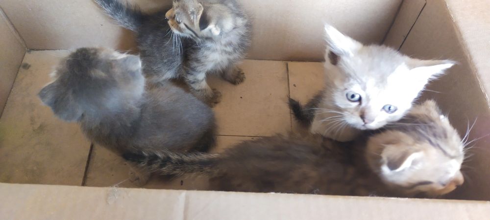Продаются котята