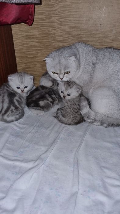 Чистокровные котята шотландские вислоухие от мамы шиншиллы