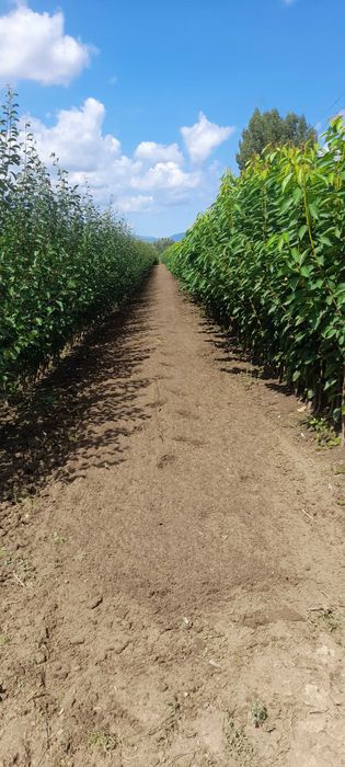 Vând pomi fructiferi