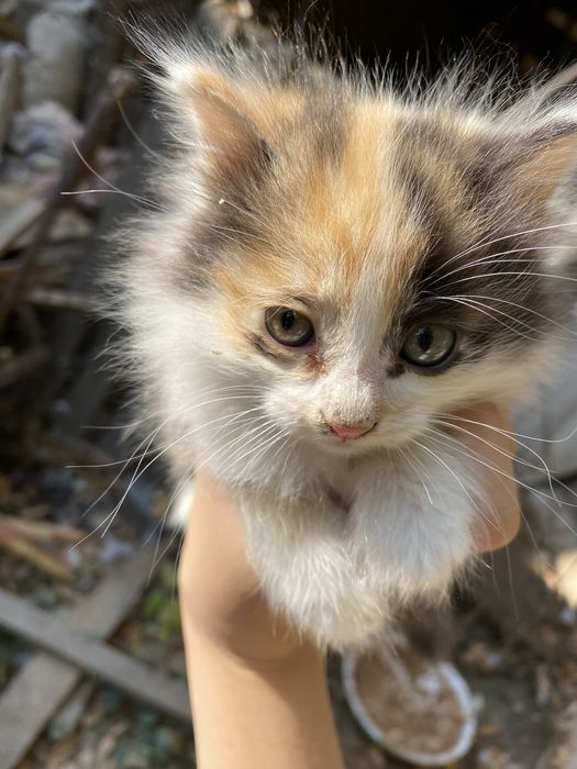 Котята бесплатно