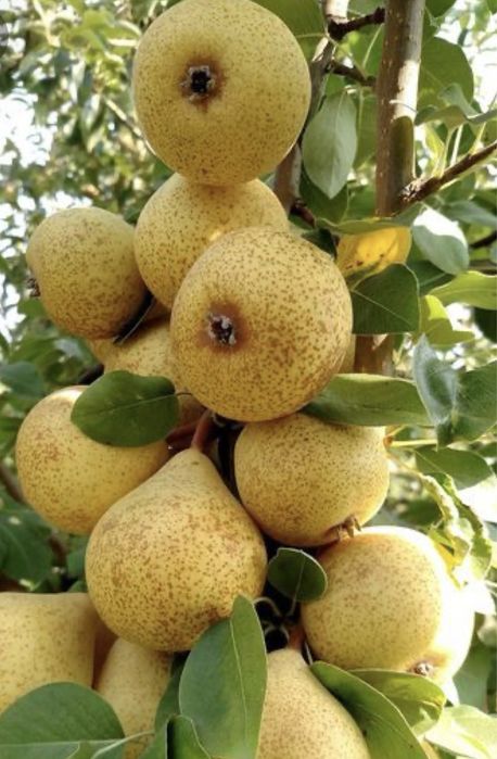 Pomi fructiferi columnari anu 2/3/4 soiuri variate