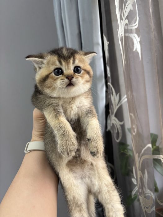 Золотая шиншилла девочка