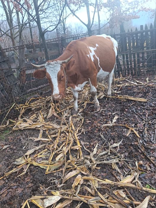 Vând vaca bălțată românească