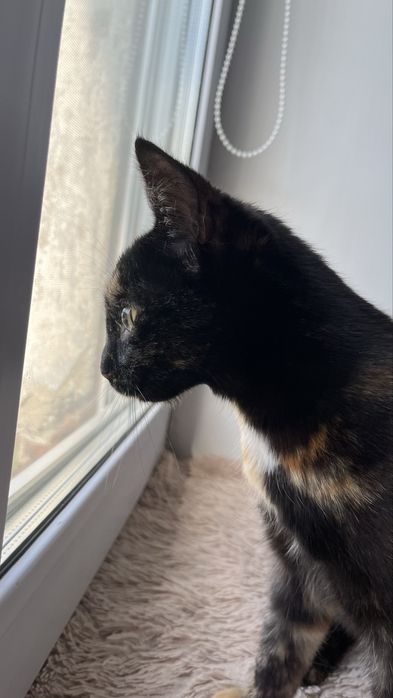 Отдам очень нежную кошечку