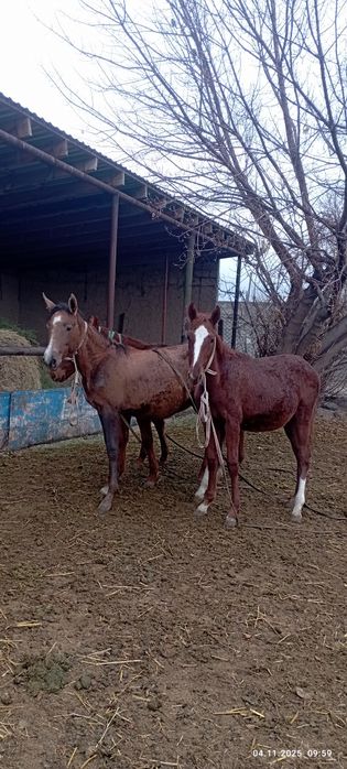 Ургашы жабагы сатылады 3 бас 250