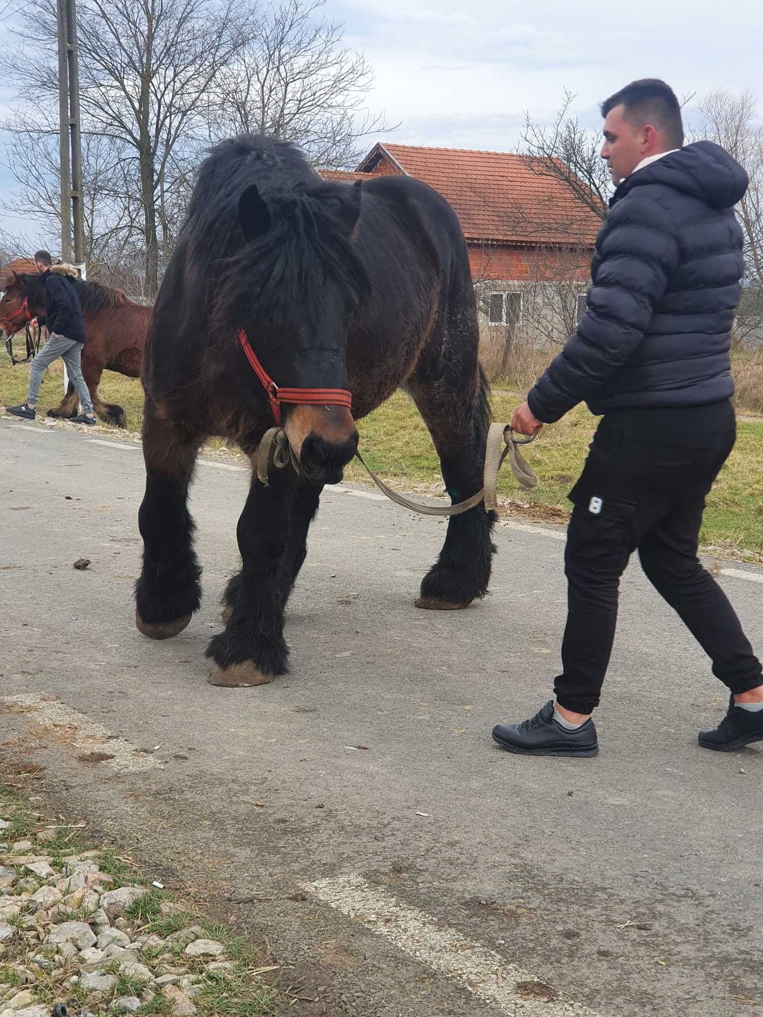 De vînzare Armasar Ardennez de monta adus din Franta 3 ani jumate