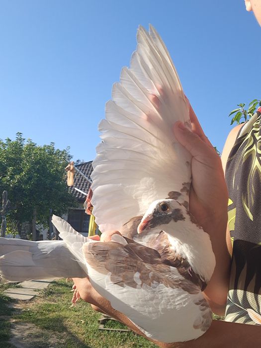 Porumbei Voiajori Masculi