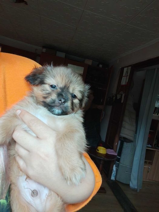 Donez catelusi talie mica