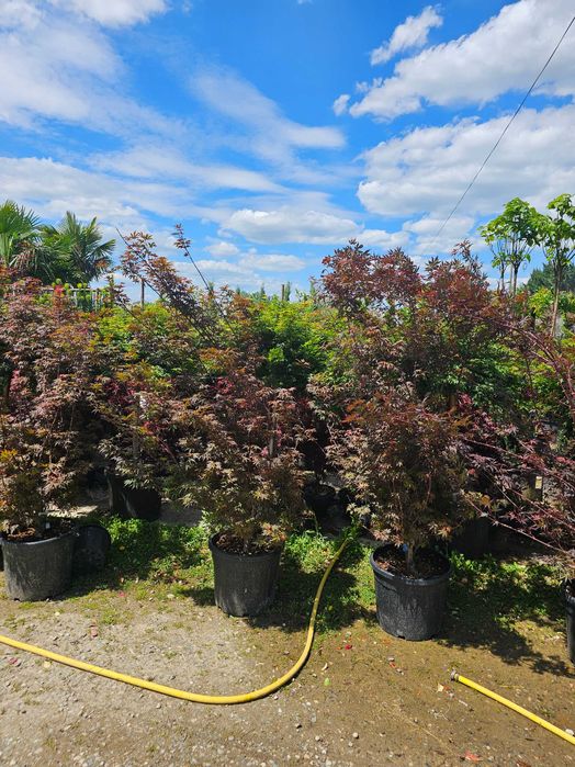 Tuia smarald lelandy palmieri bonsai catalpa globulare pon pon tei