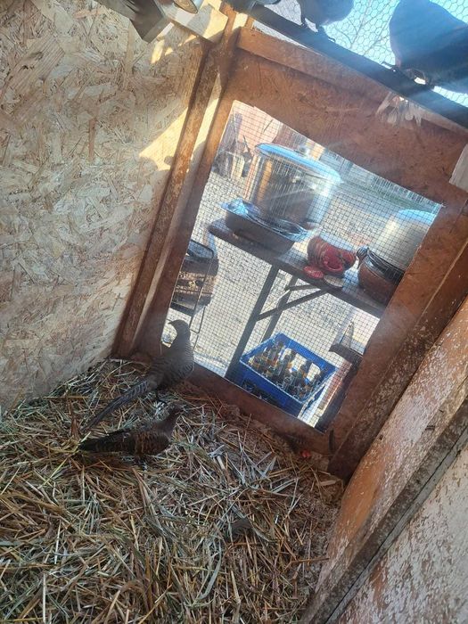 Turturele diamant răzătoare aripa de bronz Senegal