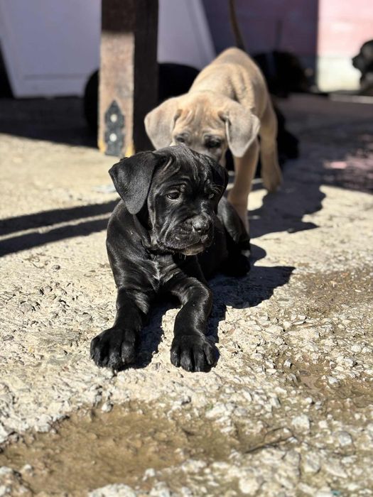 Кане Корсо/Cane Corso