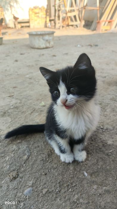 Pishiq bar qiz pishiq