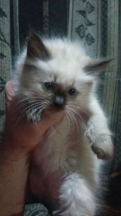 Сиамские котята.