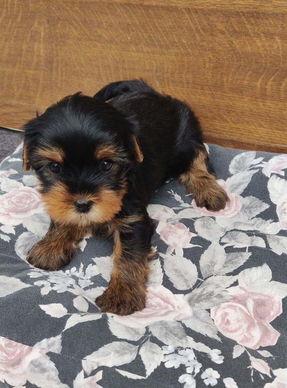 Yorkshire Terrier femela