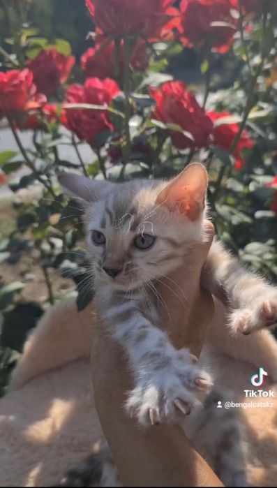 Роскошь в вашем доме. Снежные бенгалы!